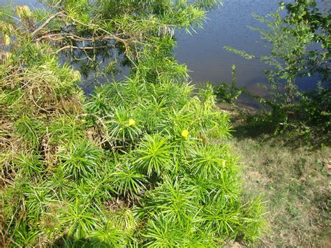 Plant Detail