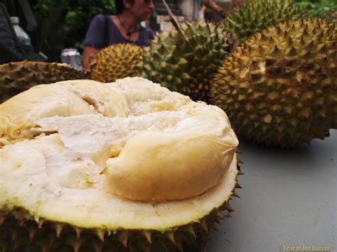 Durian Fruit In Spanish at Ronald Pepper blog