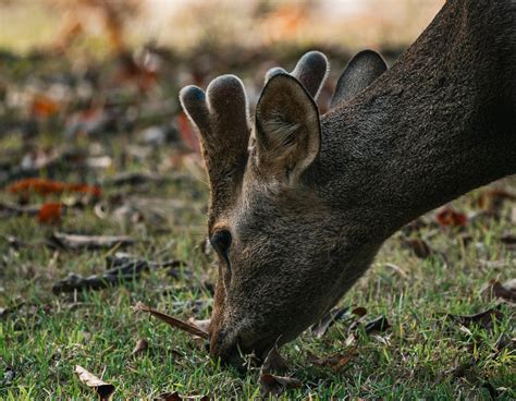 Image result for Marathi Javi