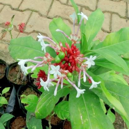 SHOP 360 GARDEN Sarpagandha, Rauvolfia Serpentina, Indian Snakeroot ...