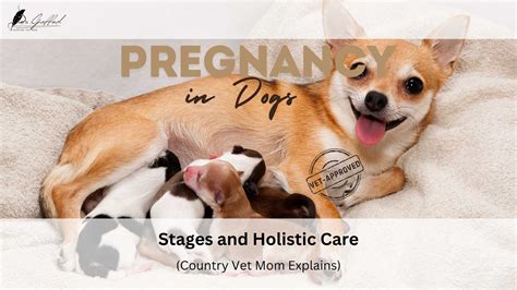 Dog Pregnancy Stages and Holistic Care | Country Vet Mom