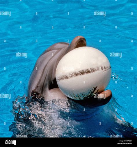 Bottlenose dolphins, the genus Tursiops, this is a captive dolphin in a marine park Stock Photo ...