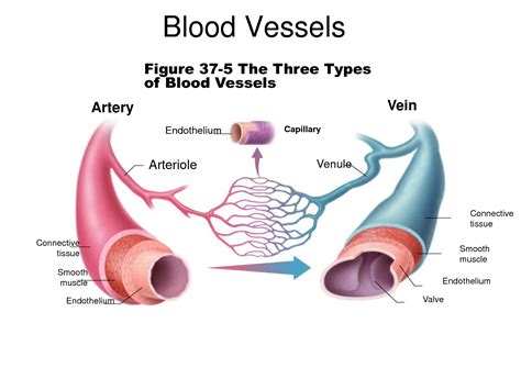 Heart Arteries And Veins Diagram