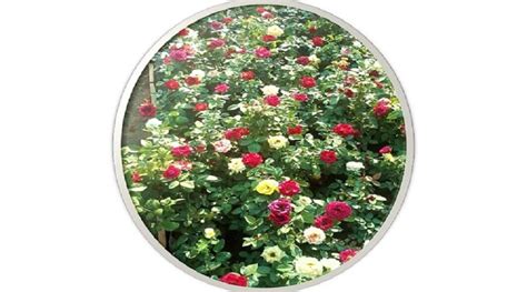 Nursery plant, Nursery trees in India, Kaimganj Farrukhabad : Sachin ...