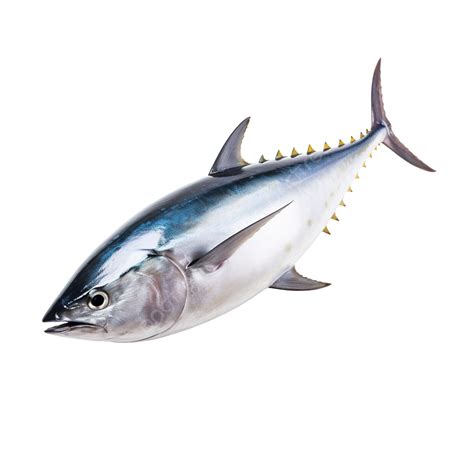 Bluefin Tuna Fish, Tuna, Fin, Blue PNG Transparent Image and Clipart ...