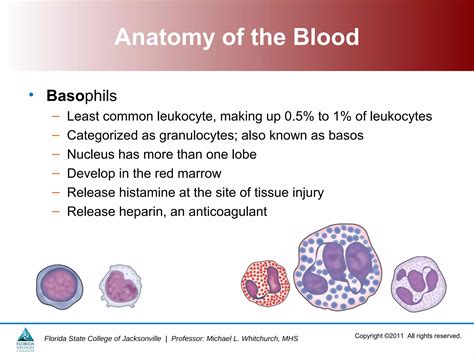 Blood and Immune System | PPT