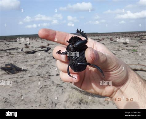 Image result for Popeye Bug