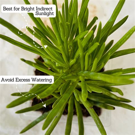 Senecio Barbertonicus Plant Succulent Live Plant – Hug A Plant
