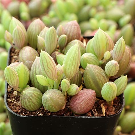 Senecio herreanus - String of Watermelons | MCG™
