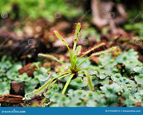 Sundew Carnivorous Plant ,Drosera Anglica ,insectivorous Plants, Meat ...