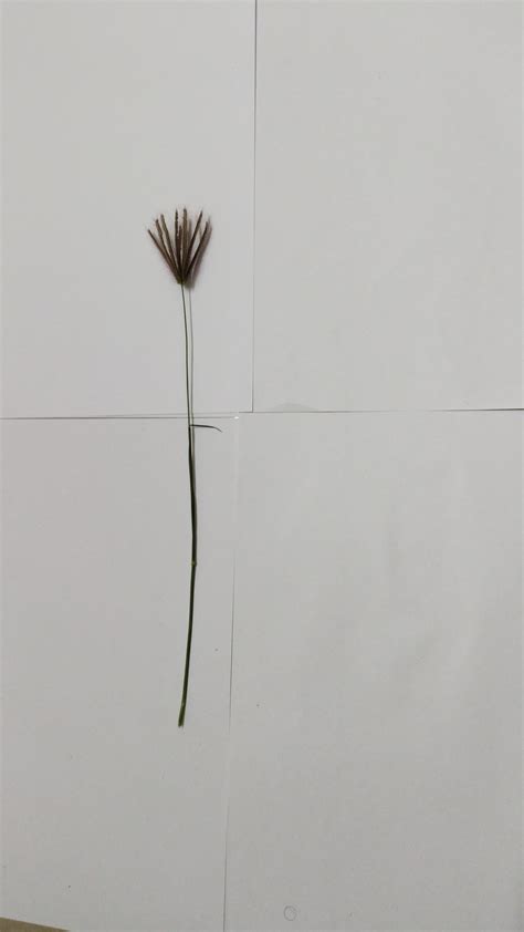 Image result for Arduino Weed Identifier Python