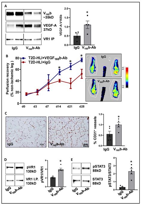 Targeting Anti-Angiogenic VEGF165b–VEGFR1 Signaling Promotes Nitric ...