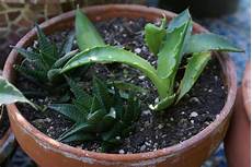 plante grasse le jardin d alecs cactus plantes grasses plante grasse le jardin d alecs cactus plantes grasses