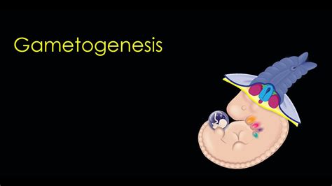 Image result for Oogenesis Animation