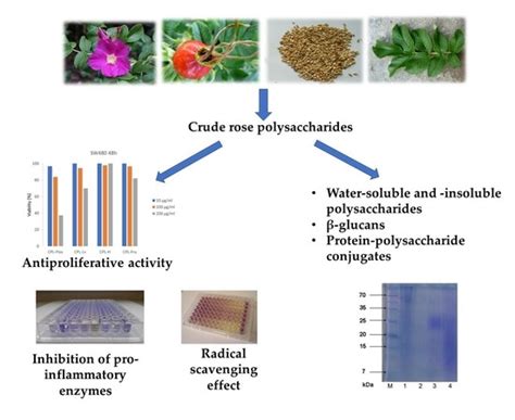 Polysaccharide-Rich Fractions from Rosa rugosa Thunb.—Composition and ...