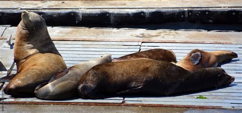 Sea Lion 的图像结果