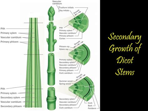 PPT - PLANTS (External & Internal Structures) PowerPoint Presentation ...