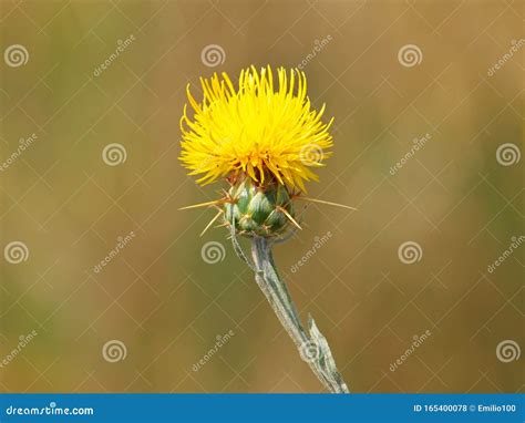 Yellow star-thistle flower stock photo. Image of thorn - 165400078