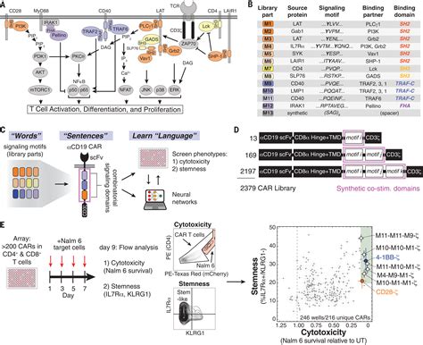Decoding CAR T cell phenotype using combinatorial signaling motif ...