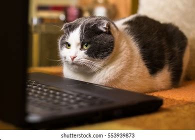 Angry Hits Computer 的图像结果