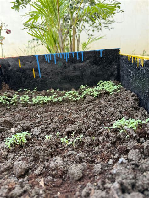 Buy Arugula Seeds Online | Grow Fresh Rocket Leaves at Home – Ugaoo