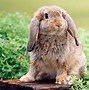 Image result for Deb Dynasty Holland Lop Bunnies
