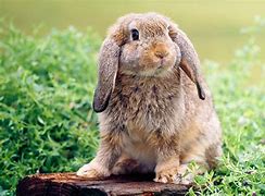 Image result for Mini Lop Bunny Young