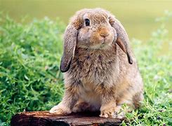 Image result for Miniature Holland Lop Bunnies