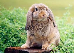 Image result for Mini Lop Bunnies