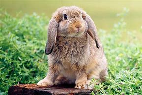 Image result for Mini Lop Eared Rabbits