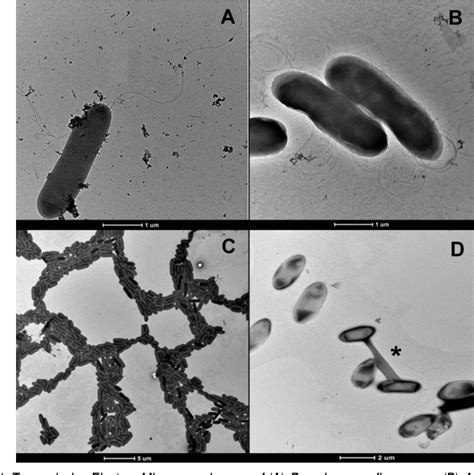 Pseudomonas Fluorescens Flagella