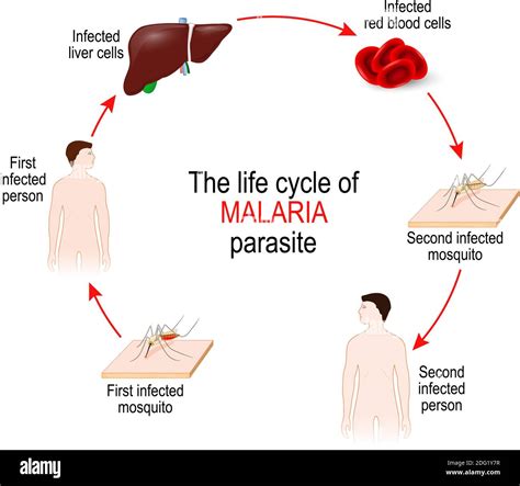 Simple Plasmodium Life Cycle Recombination And Diversification Of The