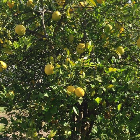 Nutmeg - Jiphal Javitri - Gabbar Farms