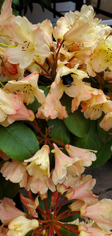 Big bumble bee : r/BumbleBee