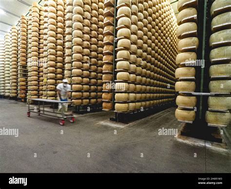 parmesan Parmigiano Reggiano cheese wheel maturing in the diary farm ...