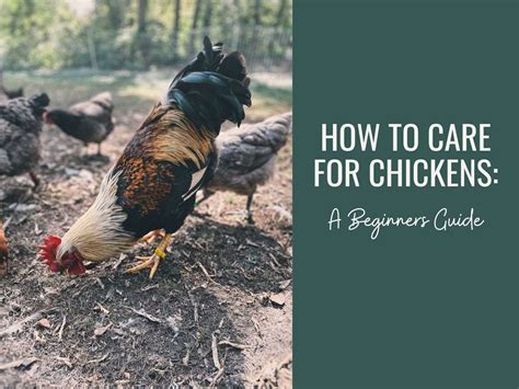 Can Chickens Eat Celery? Is Raw or Cooked Best?