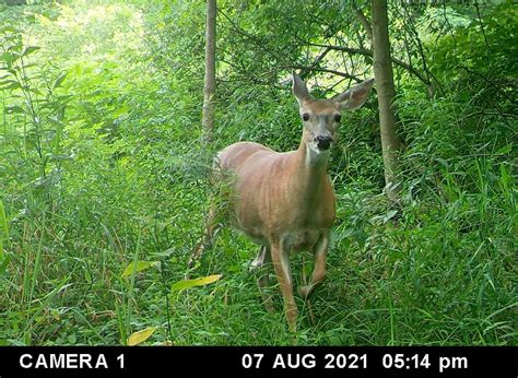 Doe tags remain in parts of Pennsylvania; hunters can have six