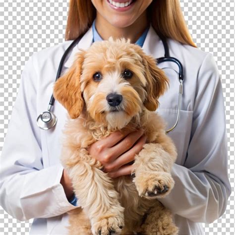 Close up of veterinarian doctor holding adorable dog on transparent ...