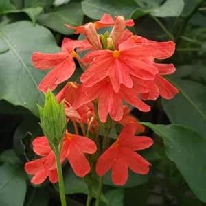 M-Tech Gardens Crossandra/Kanakambaram Flower, 1 Live Plant (Red ...