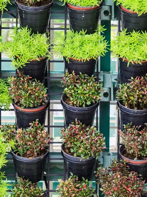 Small space, big results: How to start vertical gardening in balcony ...