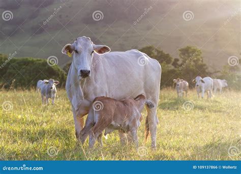 Brahman Cattle - Bos Indicus Stock Photo - Image of central, breed ...