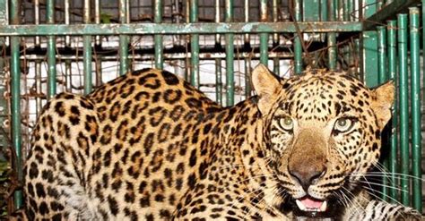 Leopard strays into Chittorgarh suburb, sparks panic among locals
