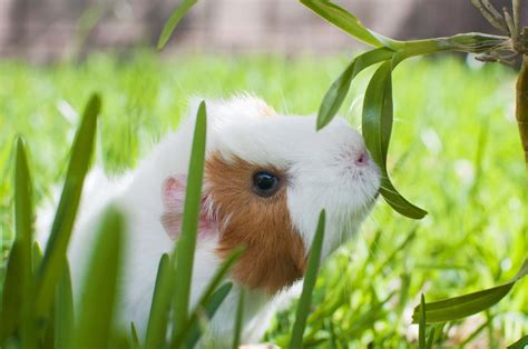 [100+] Cute Guinea Pig Pictures | Wallpapers.com