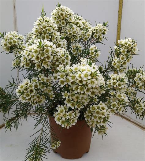 Wax Flower Pot Plants | nir-nursery