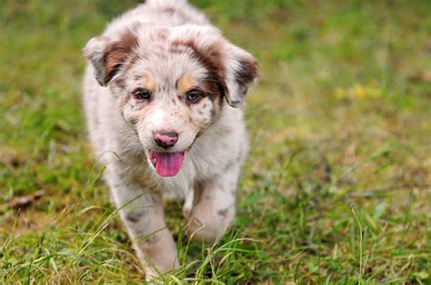 Australian Shepherd Dog Breed » Information, Pictures, & More