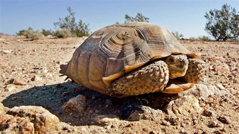 Endangered Species In Desert