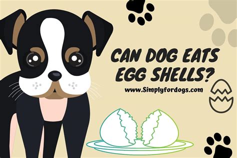 Can Dogs Eat Egg Shells - Ultimate Guide