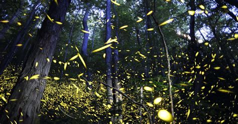 Great Smoky Mountains: Synchronous firefly show lottery opens Friday