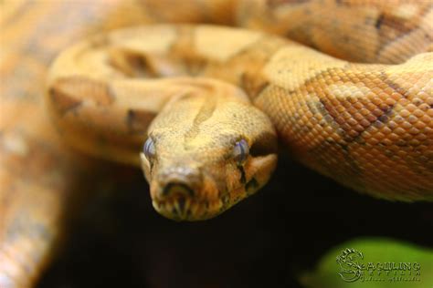Hypo Hog Island Boa (Boa constrictor imperator) 1 by Crocodile-Skink on ...
