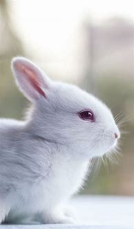 Image result for Bunny iPhone Wallpaper